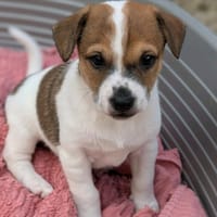 Cali, chien à adopter