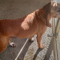 Douchka, chienne à adopter