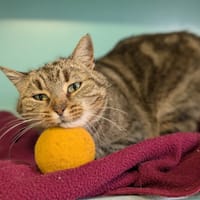 BRINDILLE, chatte à adopter