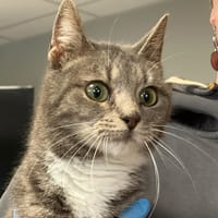 RUBY, chatte à adopter