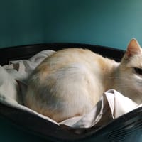 sybilla, chatte à adopter