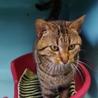 rocco, chat à adopter