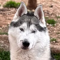 WHISPER, chien à adopter