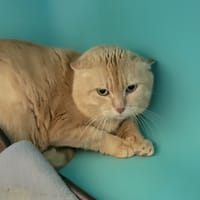 Garfield, chat à adopter