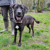 GUCCI, chien à adopter