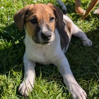 Flash 2, chien à adopter