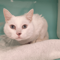 MALO, chat à adopter