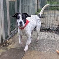 DALMOT, chien à adopter