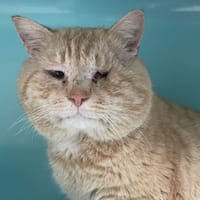 BALDUR, chat à adopter