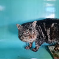 KENDALL, chat à adopter