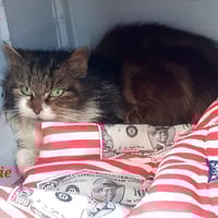 Namie, chatte à adopter