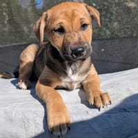 Saika, chienne à adopter
