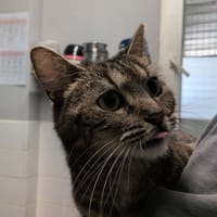 MINOUCHETTE, chatte à adopter