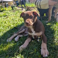 Browny, chien à adopter