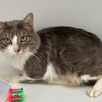 CLOTAIRE, chat à adopter