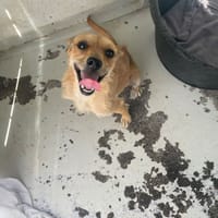 GINO, chien à adopter