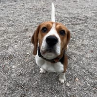 AIKO, chien à adopter