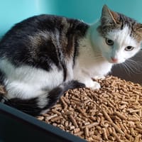 BILLY, chat à adopter