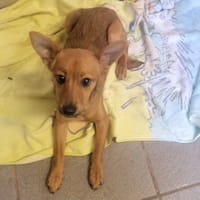 Pandora (réservée), chienne à adopter