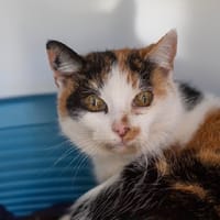 MIMINE, chatte à adopter