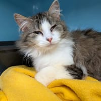 JAVO, chat à adopter