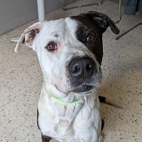 TWIX, chien à adopter