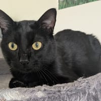 PATATRAS, chat à adopter