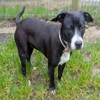 BLACKINE (réservée), chienne à adopter