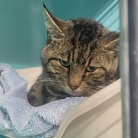 Calinon, chat à adopter