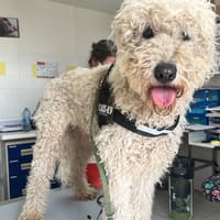 Kyra, chienne à adopter