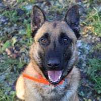 Unix, chien à adopter