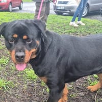 TYKA, chienne à adopter