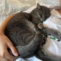 Sushi PAB28585, chat à adopter