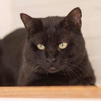 Pukukai, chat à adopter