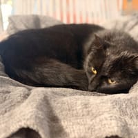 NEKO, chat à adopter