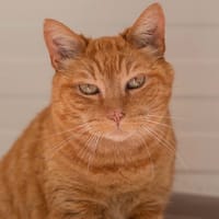 Tysha, chat à adopter