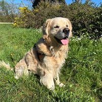 Opium, chien à adopter