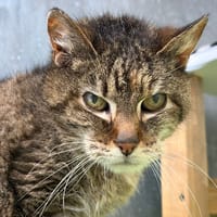 Capone, chatte à adopter