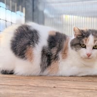 POPPY, chatte à adopter