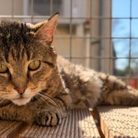 MITTWOCH (réservé), chat à adopter