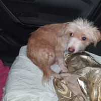 burger, chienne à adopter