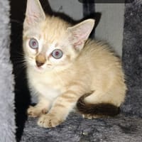 chips, chat à adopter