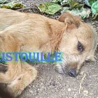 tristouille, chien à adopter