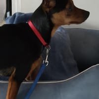 TCHAÏ, chien à adopter