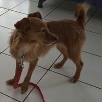 ISTHA, chienne à adopter