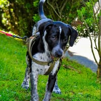 GROS NOUNOURS, chien à adopter