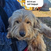 Polux, chien à adopter