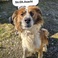 Eddy, chien à adopter