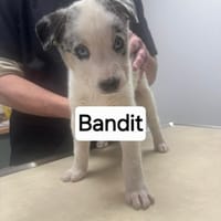 Bandit, chien à adopter