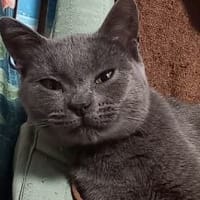 Alpina, chatte à adopter